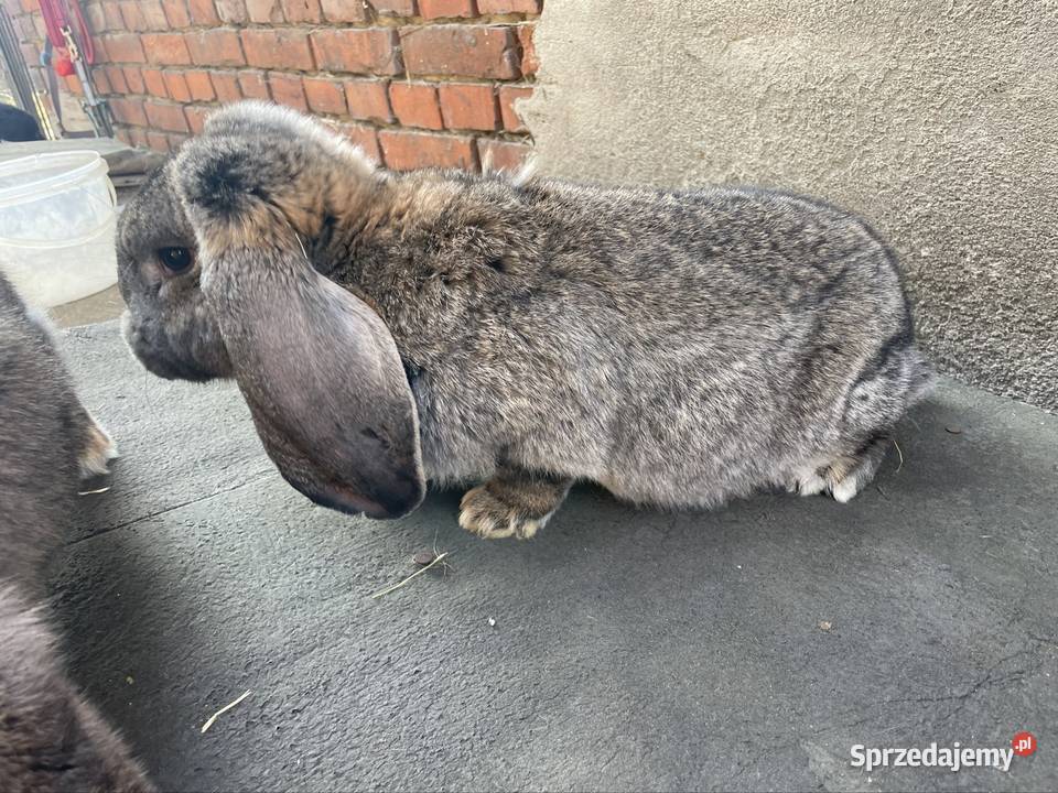 Baran francuski samce Dobra Nadzieja sprzedam