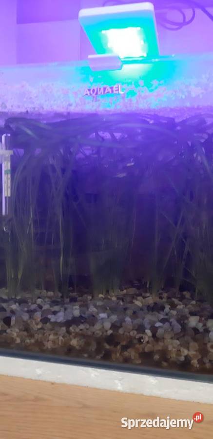 Akwarium firmy Aquael 20l z życiem Lublin