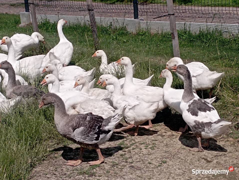 Gęsi ODCHOWANE Rasy Kołudzkiej i Landes Golasowice