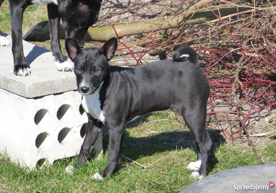 Basenji ukochany synuś mamuni TEDI Z GREMLINKOWA