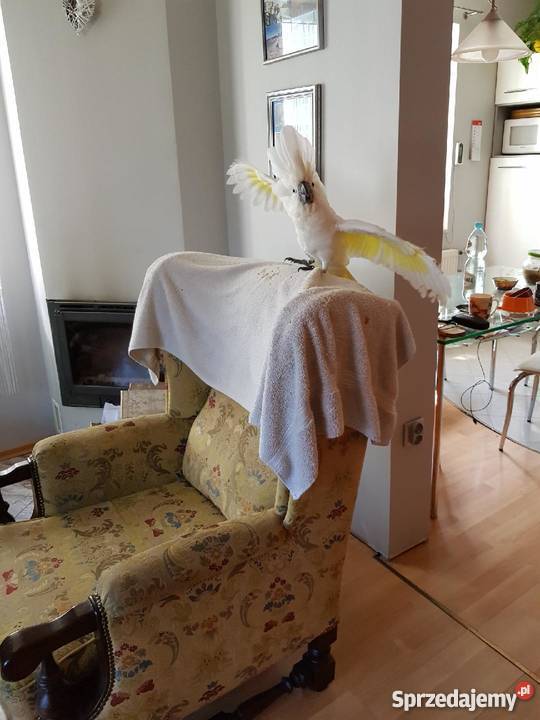 Kakadu Alba ręcznie karmiona Ptaki łódzkie Łódź