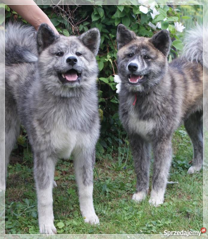 AKITAINU z ROOWOEM FCI CHAMPIONACH Mikołów sprzedam