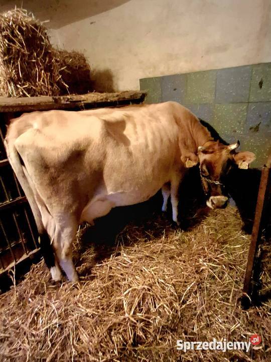 Pyszne mleko kremowe krowy Jersey śląskie Rybnik