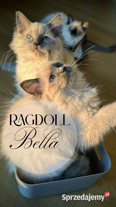 Kotka Ragdoll Bella pieszczoch do kochania sprzedam