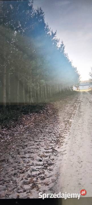 Działka leśna Kiełczew Smużny Czwarty sprzedam