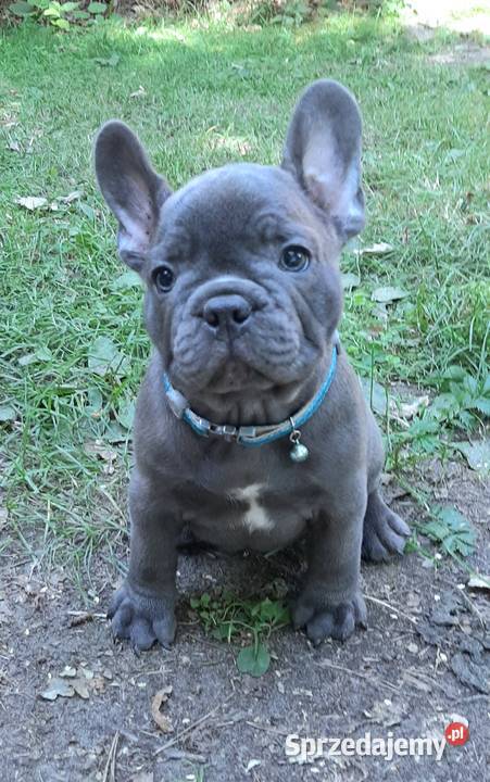 Buldog francuski blue piesek Pabianice
