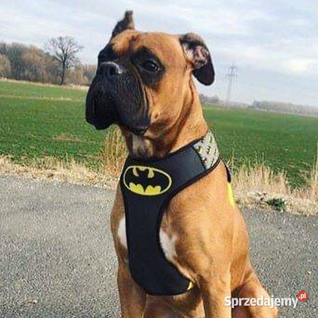 Szelki Psa Bezuciskowe Wygodne Ultramiękkie Łódź