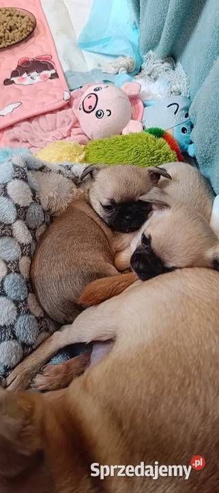 CHIHUAHUA KRÓTKOWŁOSY