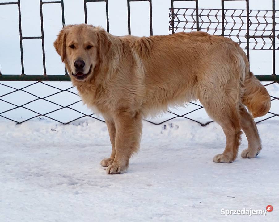 Golden retriever 9 miesięczny Golden Retriever Przysucha