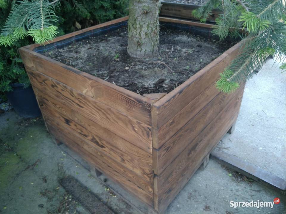 Jodła kalifornijska 5m w donicy drewnianej