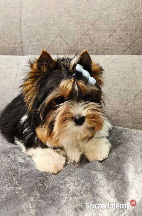 Biewer uroczy malutki piesek Yorki York do Orzesze sprzedam