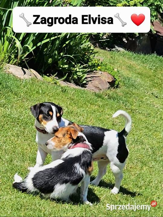 szczeniaki Jack russell terrier z rodowodem opolskie Nysa