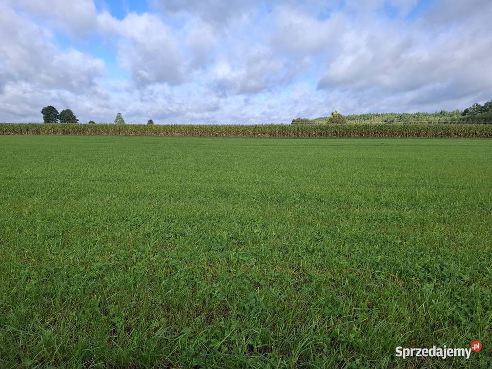 DZIAŁKA BUDOWLANA ŁĄŻEK KOŁO TLENIA BORY budowlana Łążek sprzedam