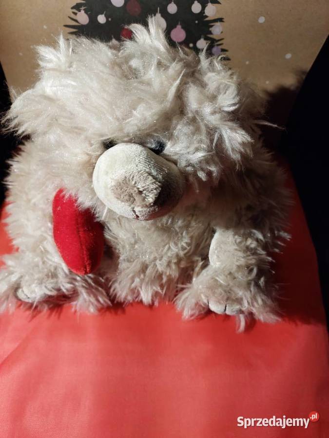 Miś z sercem Wrocław