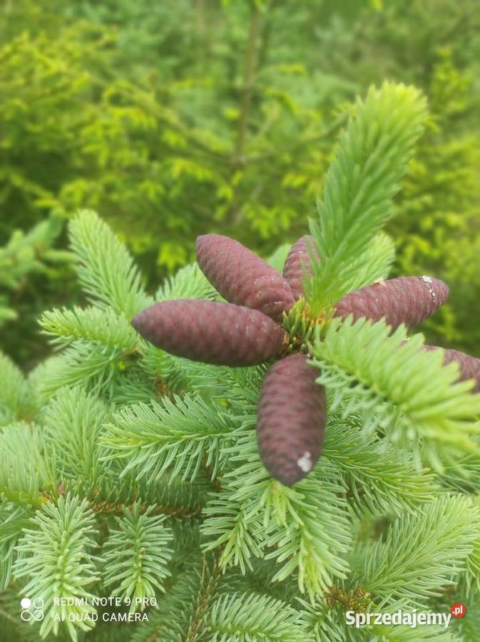 Świerk czarny Picea orientalis Osuchów sprzedam