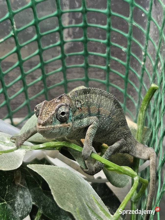Kameleon lamparci Nosy Be True Blue Furcifer Wrocław