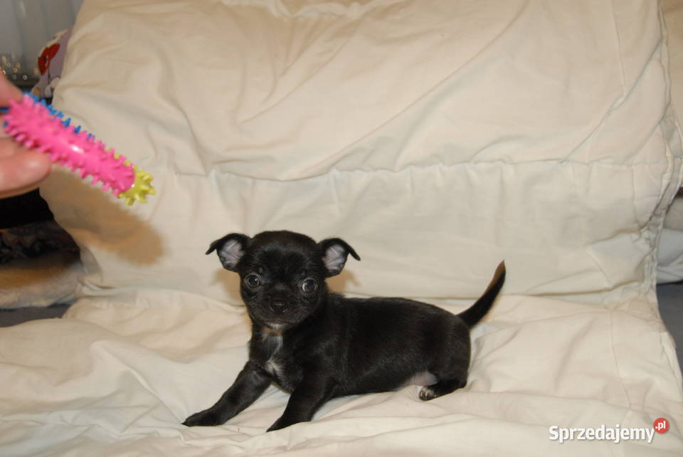 Chihuahua szczeniak Raczyce