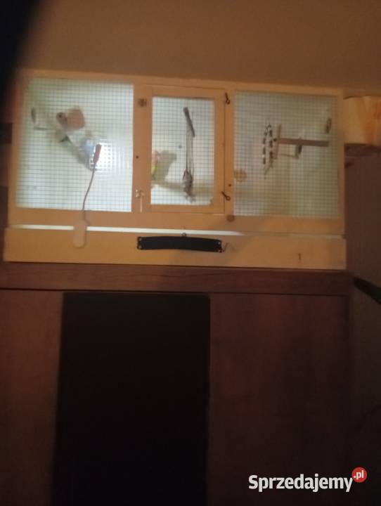 Ptaki ze zdjęcia Ptaki opolskie Strzelce Opolskie sprzedam