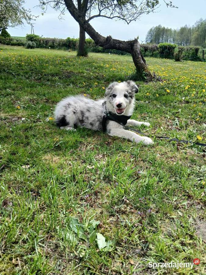 Border collie blue merle Toruń