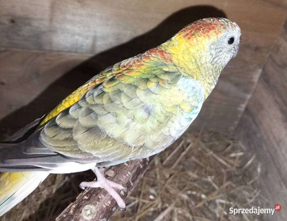 Świergotki Barcin sprzedam