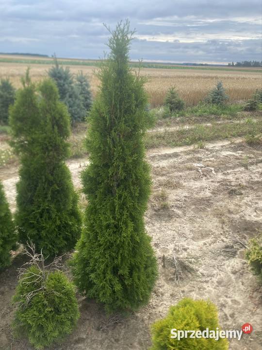 Tuja szmaragd Krzczonów-Wójtowstwo sprzedam