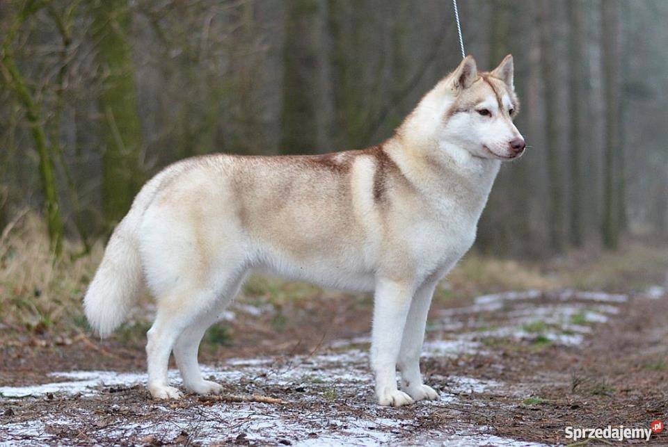 Siberian husky rodowodowe szczenięta zapowiedź Inowrocław