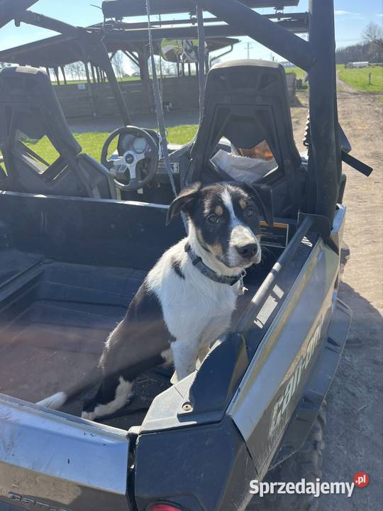 Border Collie szczeniak krótkowłosy