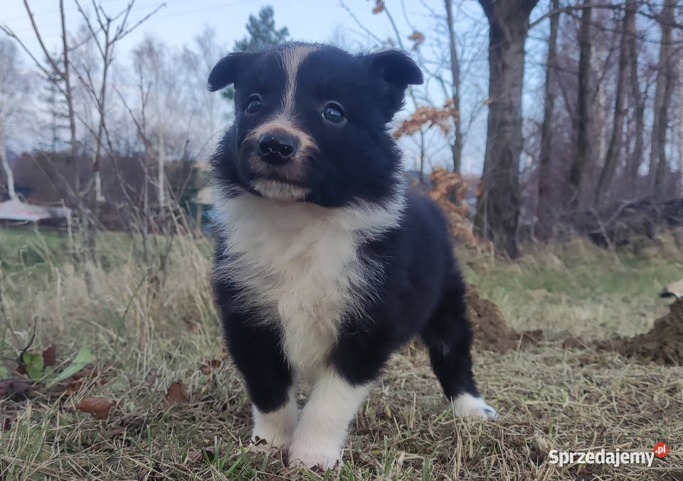 Piękna Rasowa Suczka Border Collie szczenię z Pozostałe Pozostałe małopolskie Kraków