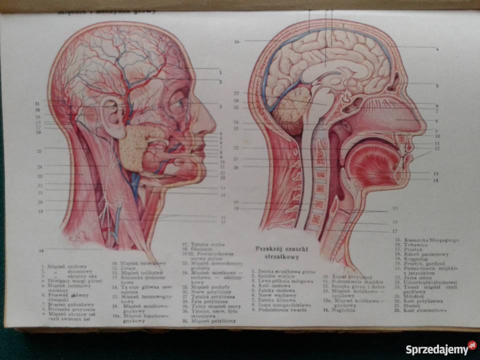 NOWE LECZNICTWO PRZYRODNICZE Leszno