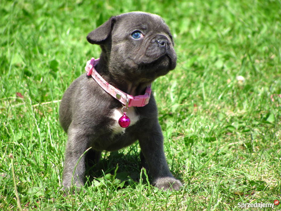 Buldog Francuski buldożki blue błękitne