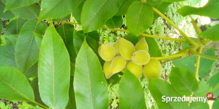 Orzech szary Juglans cinerea sadzonki w Rośliny Stalowa Wola sprzedam