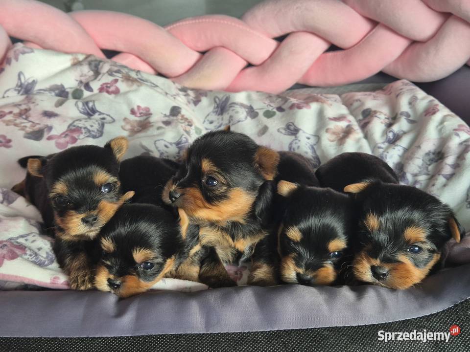 Yorkshire Terrier malutki chłopiec sprzedam