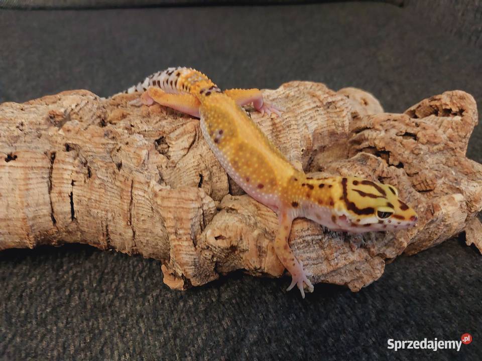 Gekony lamparcie