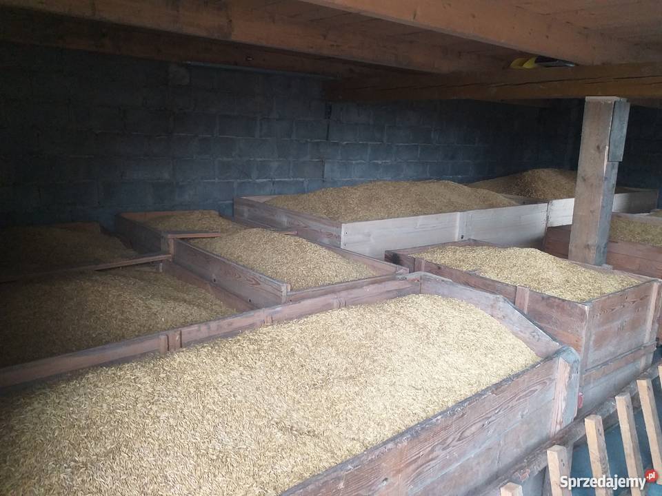 Owies Bingo centrali Masłów Drugi