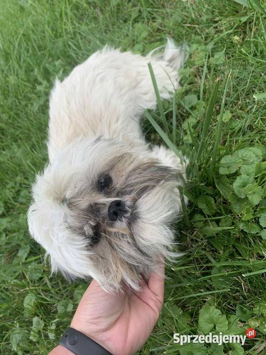 Suczka shih tzu Łążyn