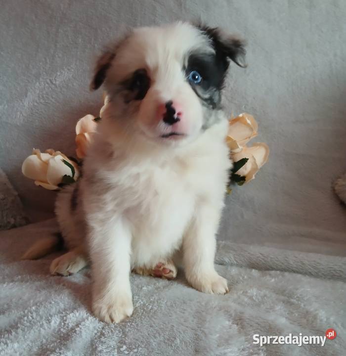 Border collie blue merle Toruń
