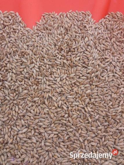 Pszenżyto ozime Claudius czyste bez żyta Godacze
