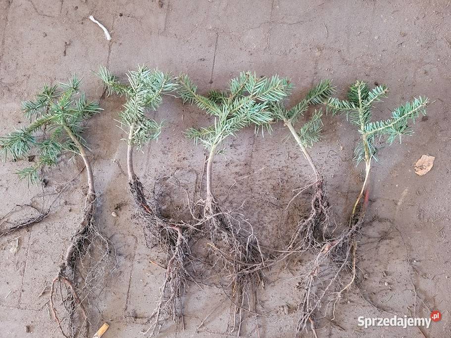 Sadzonki na plantacje choinek świerk srebrny Rybnik sprzedam