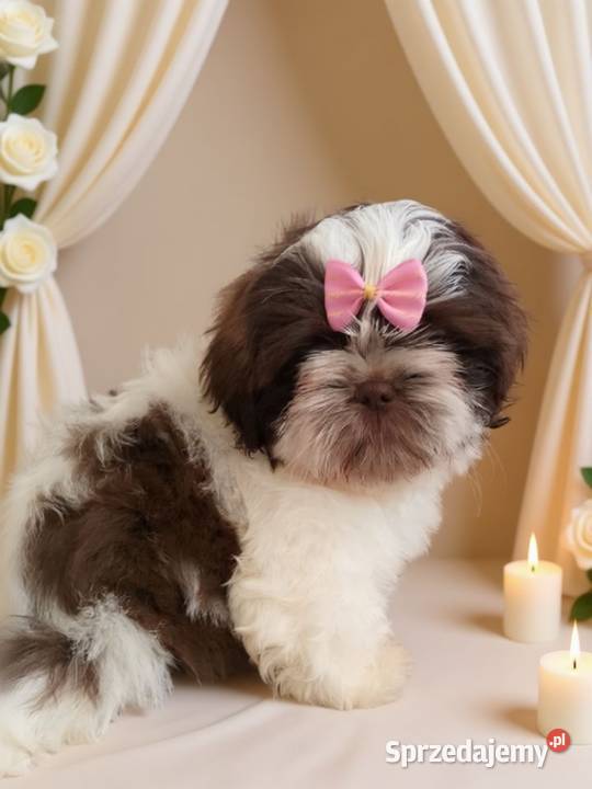 Biało czekoladowa śliczna suczka rasy ShihTzu