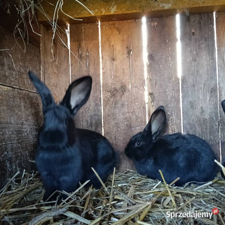 Królik Króliki Młode Jastrzębie-Zdrój