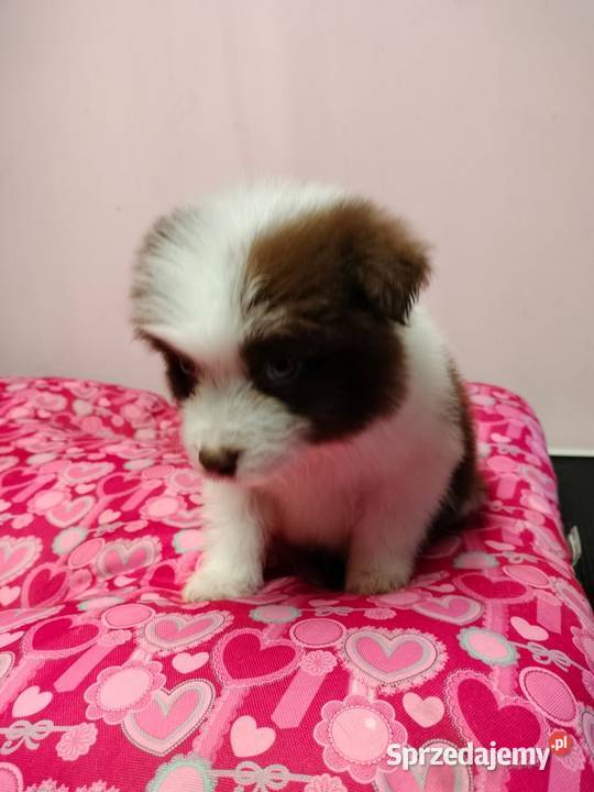 Border collie szczenięta z rodowodem gotowe do Radom
