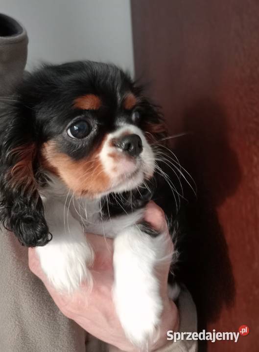 Cavalier King Charles Spaniel tricolor rodowód Częstochowa