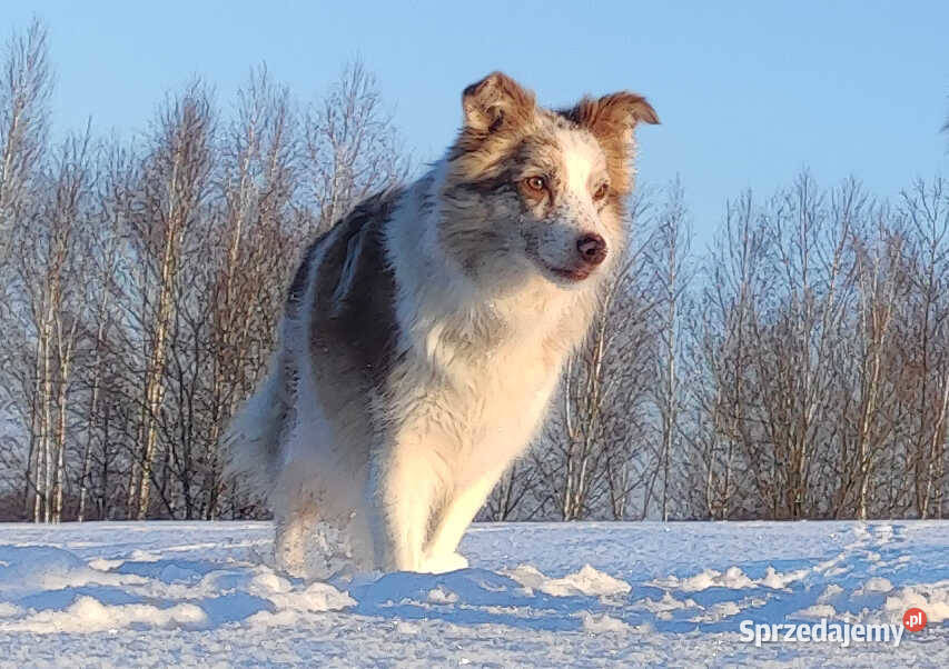 Rasowa suczka BORDER COLLIE z Hodowli pełną dok Pozostałe Kraków