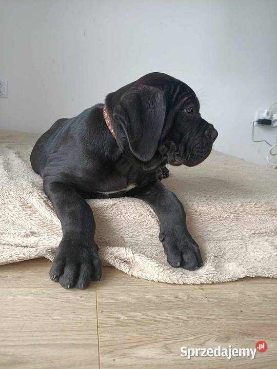 Cane Corso Italiano małopolskie sprzedam