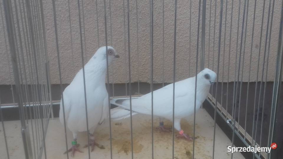 Gołębie rasowe ozdobne WINERKI Strzyżów