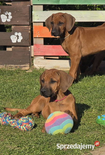 Szczenięta rhodesian ridgeback rodowodowe ZKwP Rzeszów