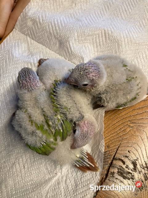 Rudosterki pinaple zielone czerwone pary lęgowe Ptaki Szaflary