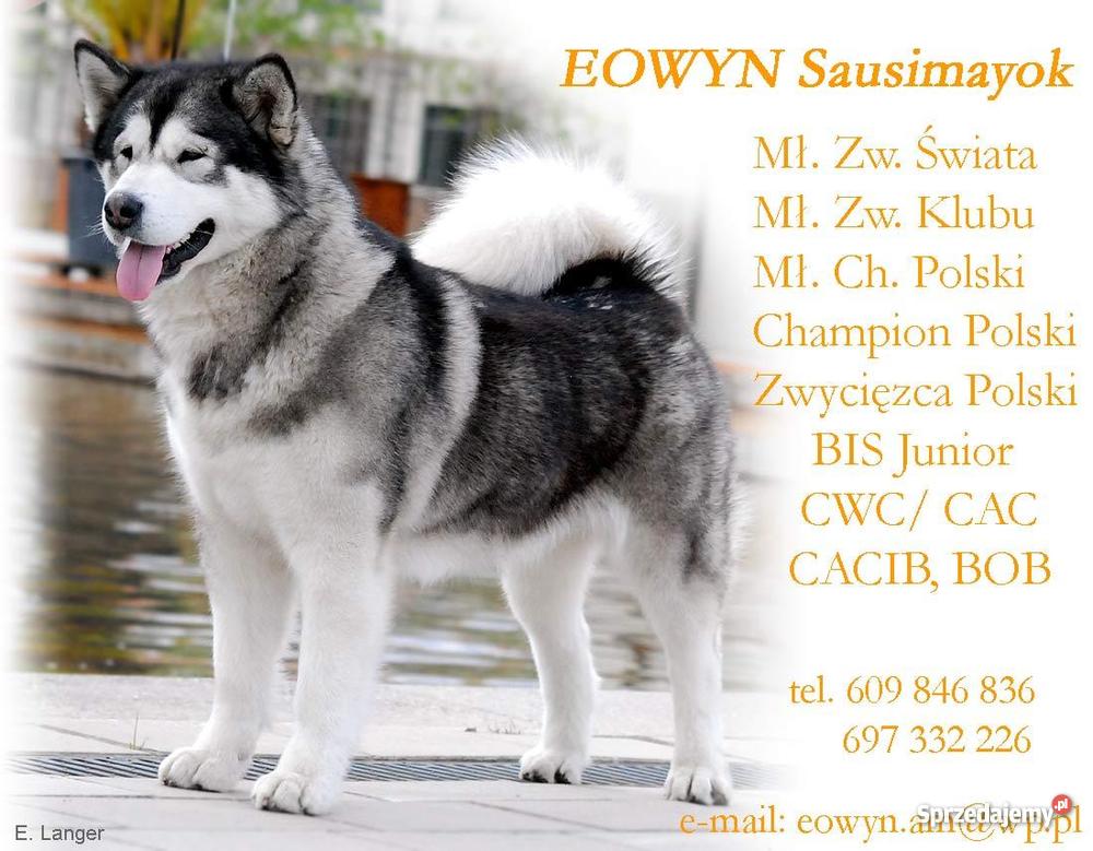 Alaskan Malamute Rodowodowe szczenieta Lubin