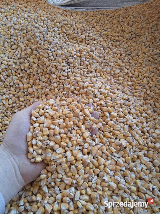 Kukurydza pszenica pszenżyto owies żyto Zboża Mechowiec sprzedam