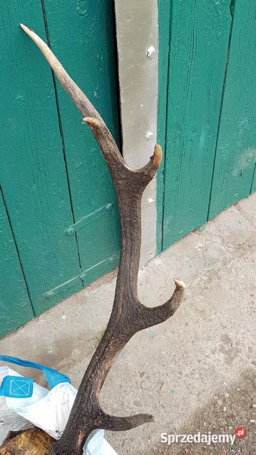 Poroże jelenia rogi dekoracja ścienna Pozostałe dolnośląskie Żarów
